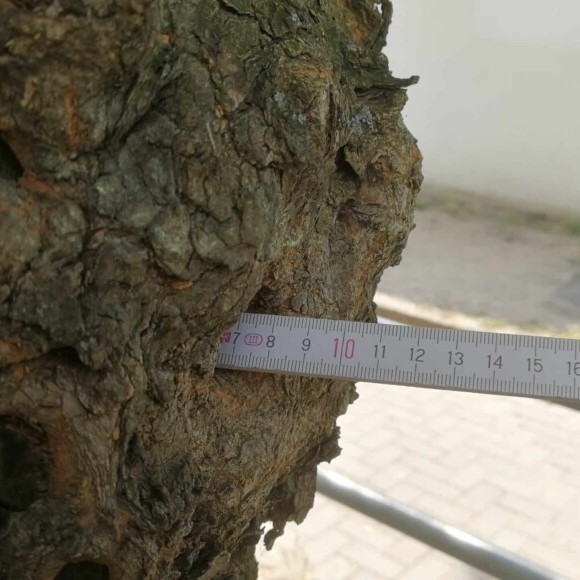 Baumgutachten Berlin, Baum, Baumfällung, Baumpflege