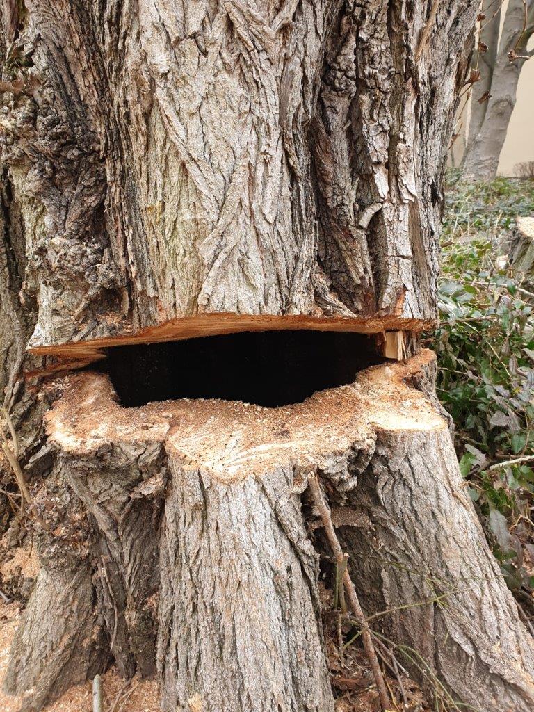 Baumgutachten, Berlin, Baum, Fällung, Baumfällung