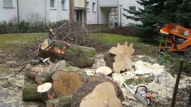 Baumgutachten, Baumdienst, Baumfällung, Baumrückschnitt, Baumpflege, Baum