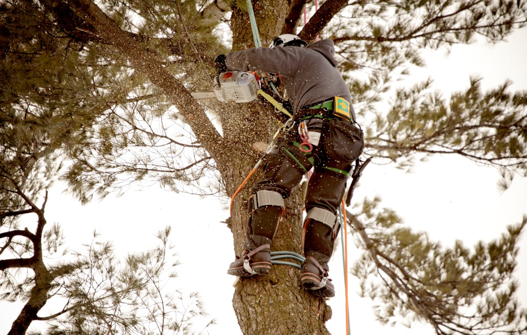 Baumdienst, Baumdienste, Berlin, Baumfällung, Baum, Fällung