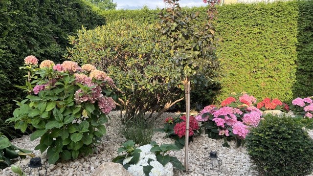 Steinteppich, Gartengestaltung, Außenanlage, Garten, Steine